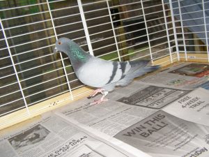 Leroy explores his expanded cage