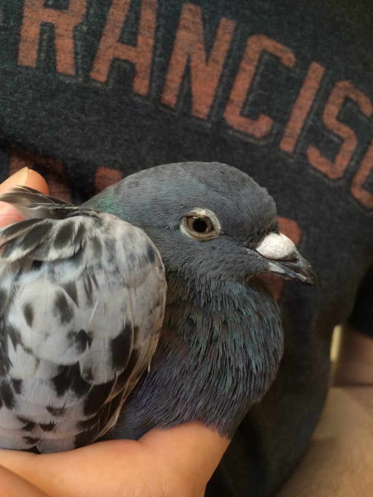 Exhausted survivor of pigeon racing
