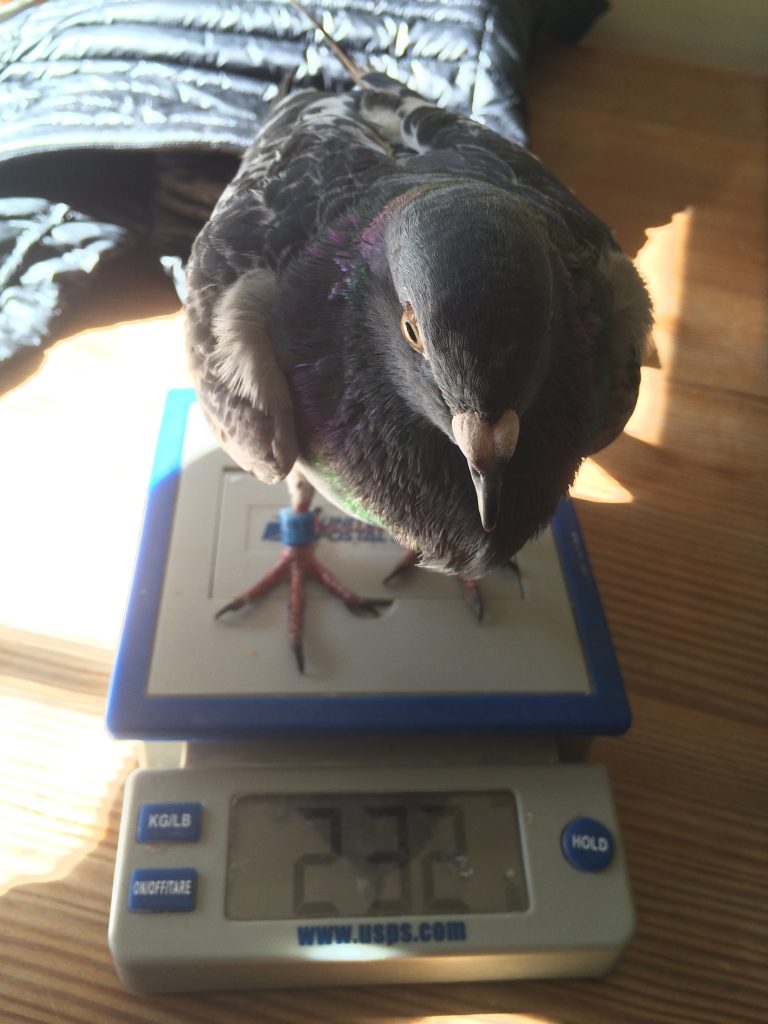 Emaciated pigeon on scale showing 232 grams