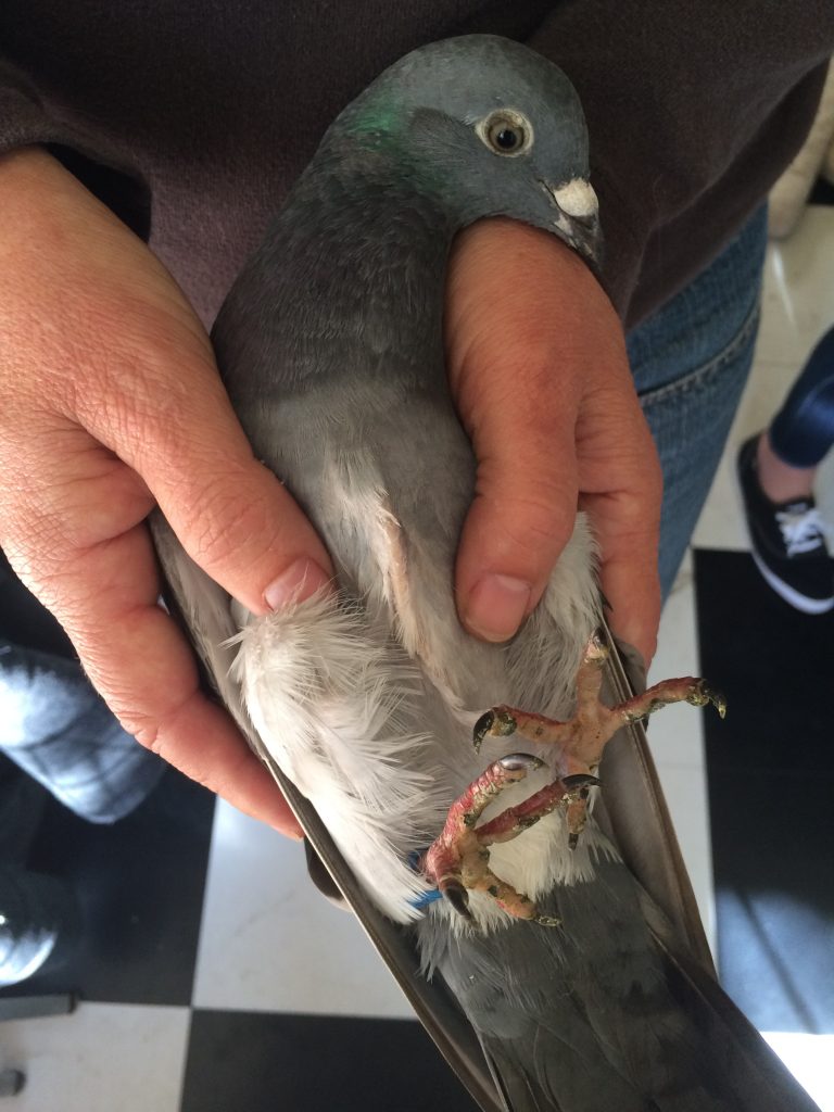Young emaciated racing pigeon 
