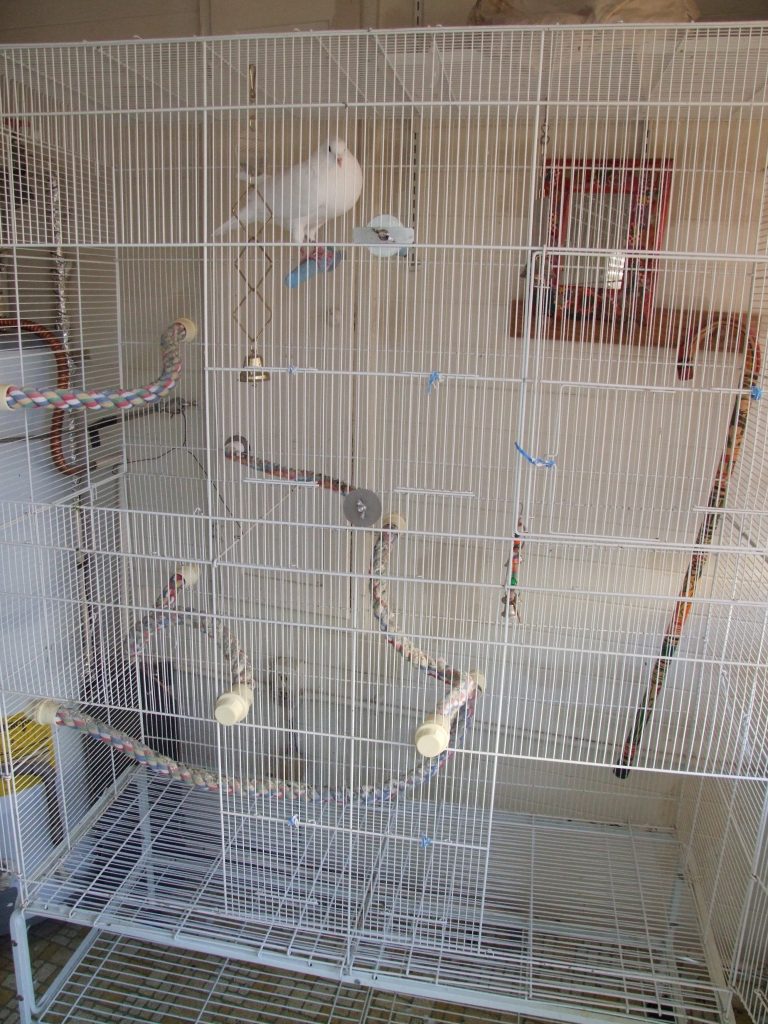 Poorly set up pigeon cage
