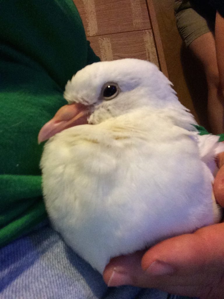 Baby pigeon Lucy