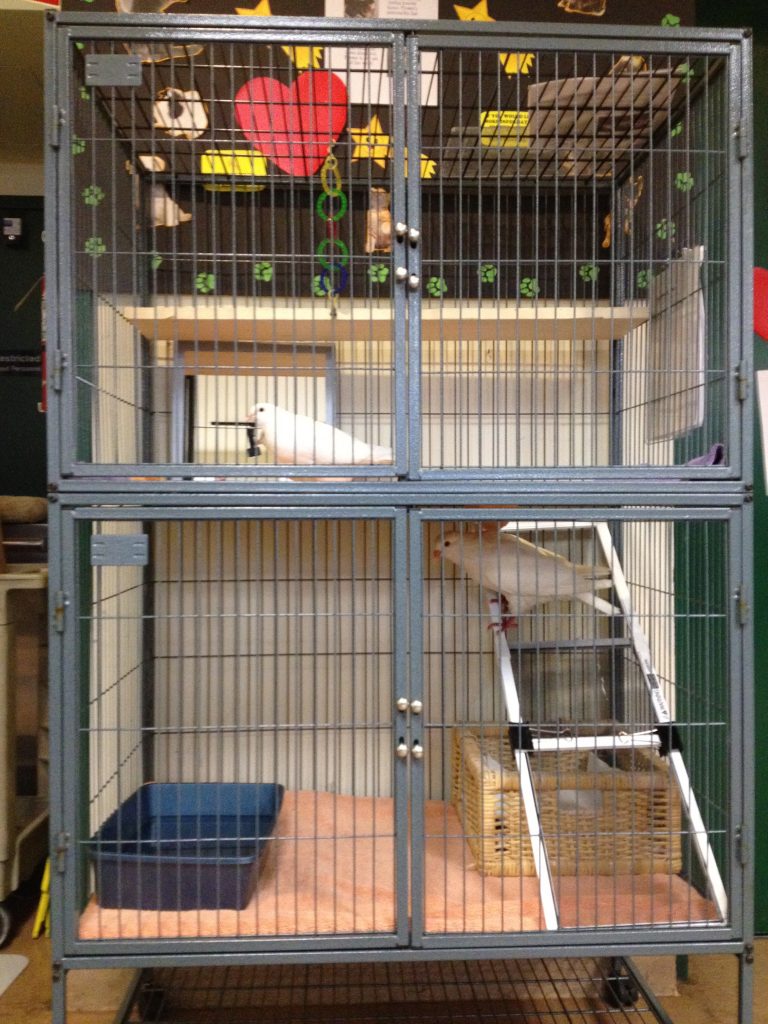 Large double-decker small animal cage can be a good indoor cage for 1-2 pigeons