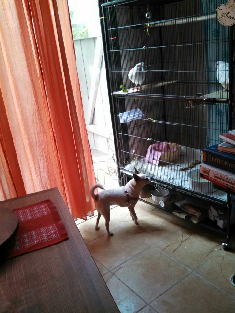 Large indoor flight cage for pigeons