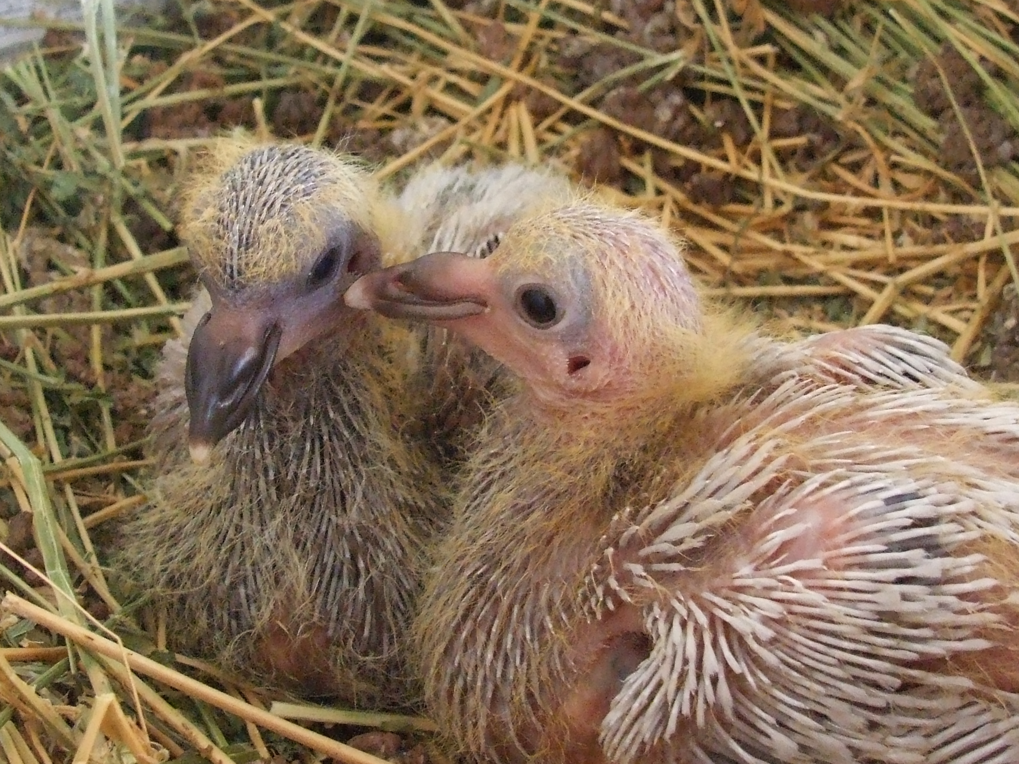 Newborn Pigeons