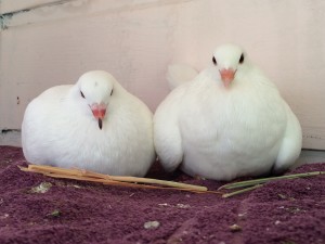 Married King Pigeons side by side