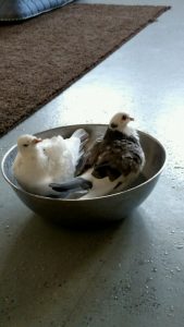 Theo & Ajax share a bath