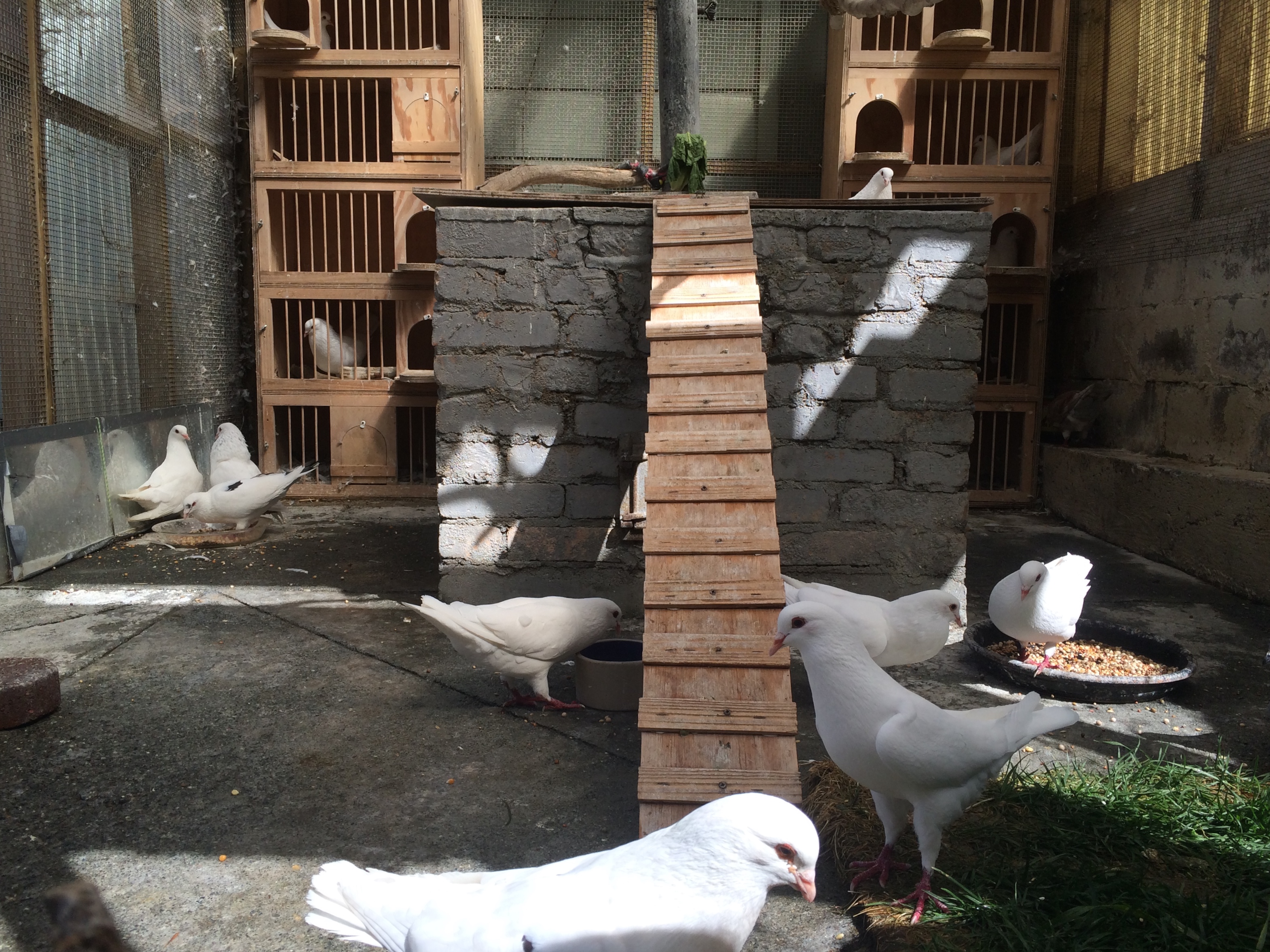 The flock in my aviary (Dallas second from left, Shimmy center foreground)