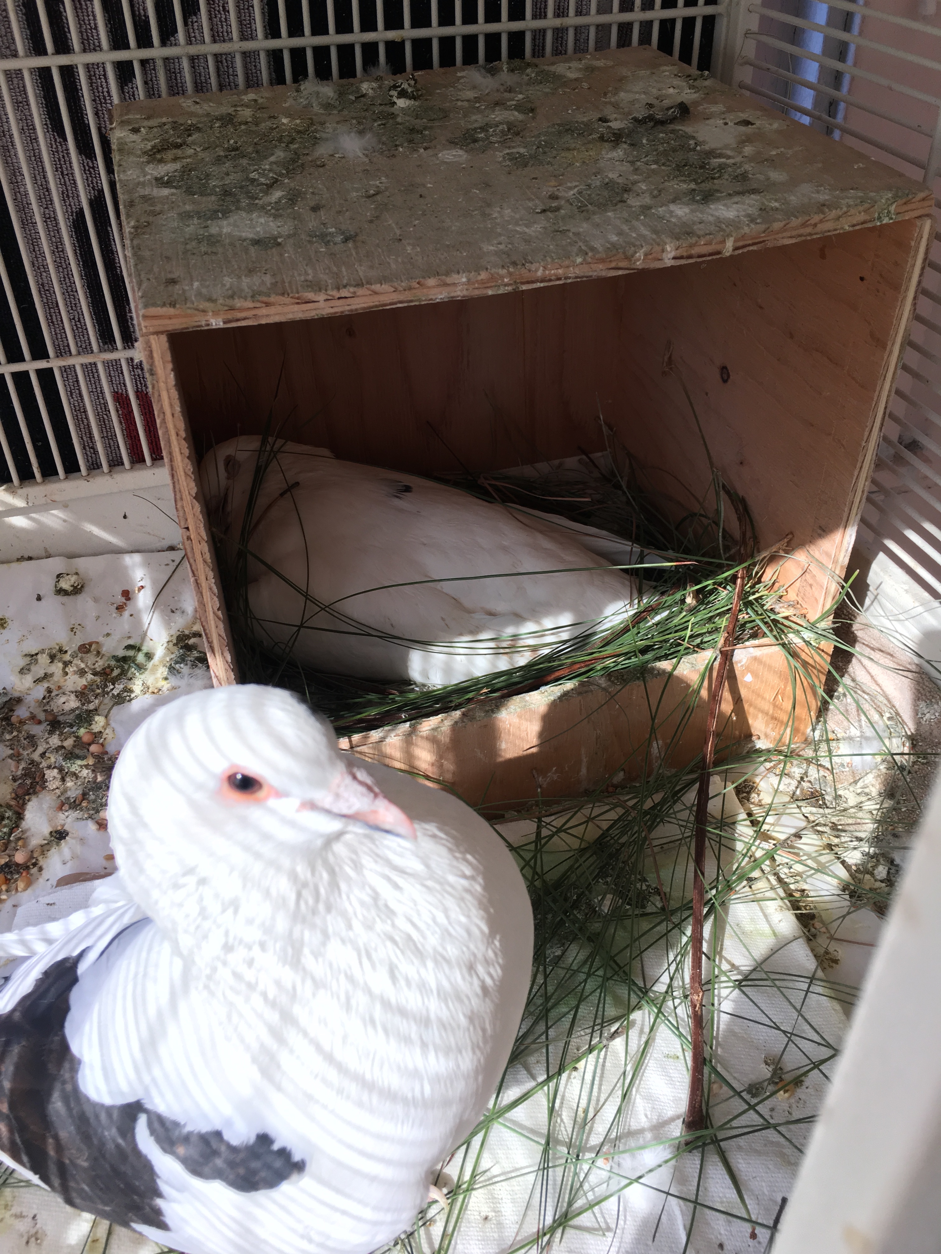 Dallas kept busy bringing pine needles to the nest all day