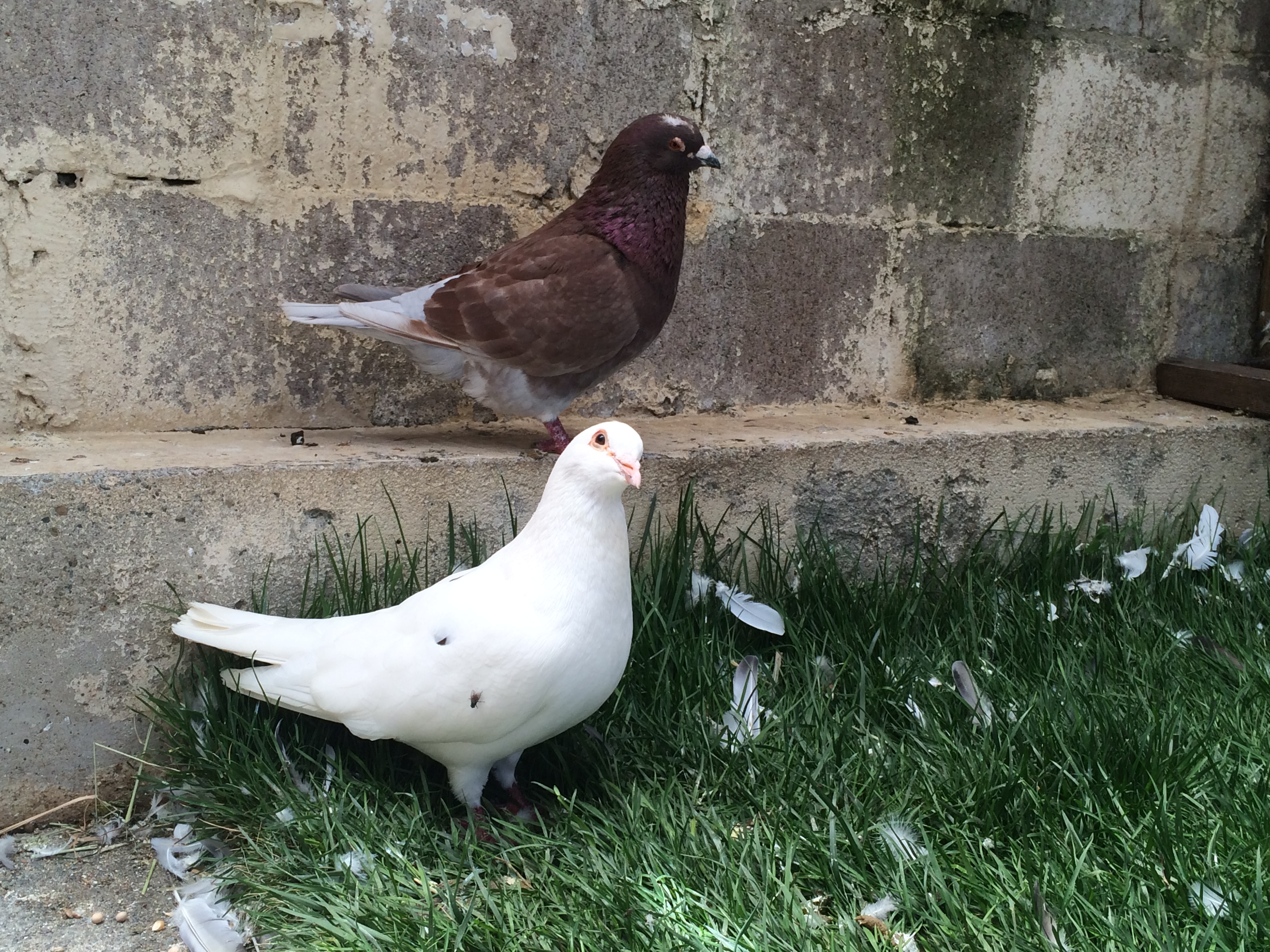 Shimmy happy to join the flock in my aviary 5/28/14