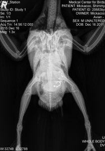 Shimmy's radiograph