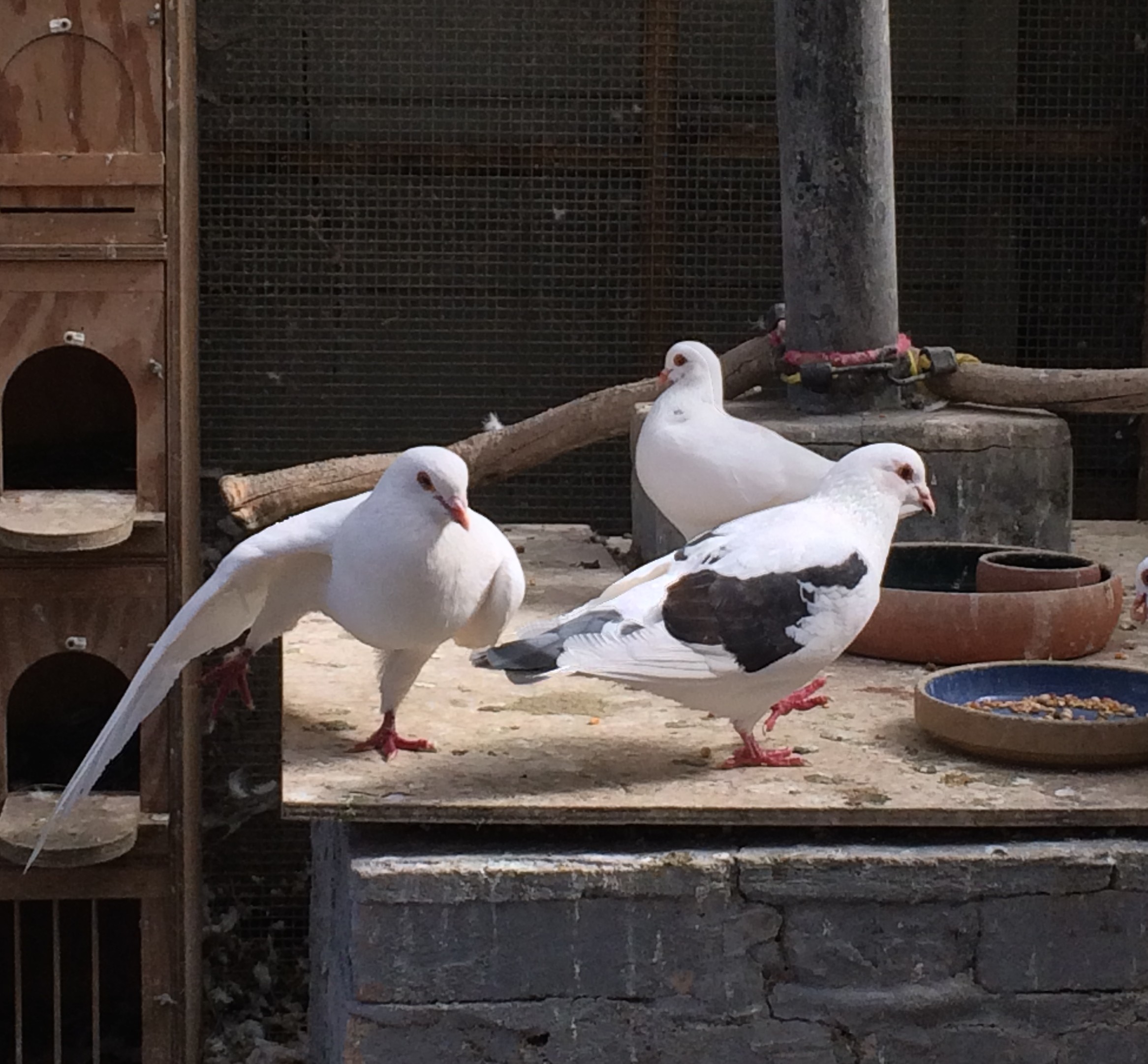 Shimmy & Dallas in the aviary