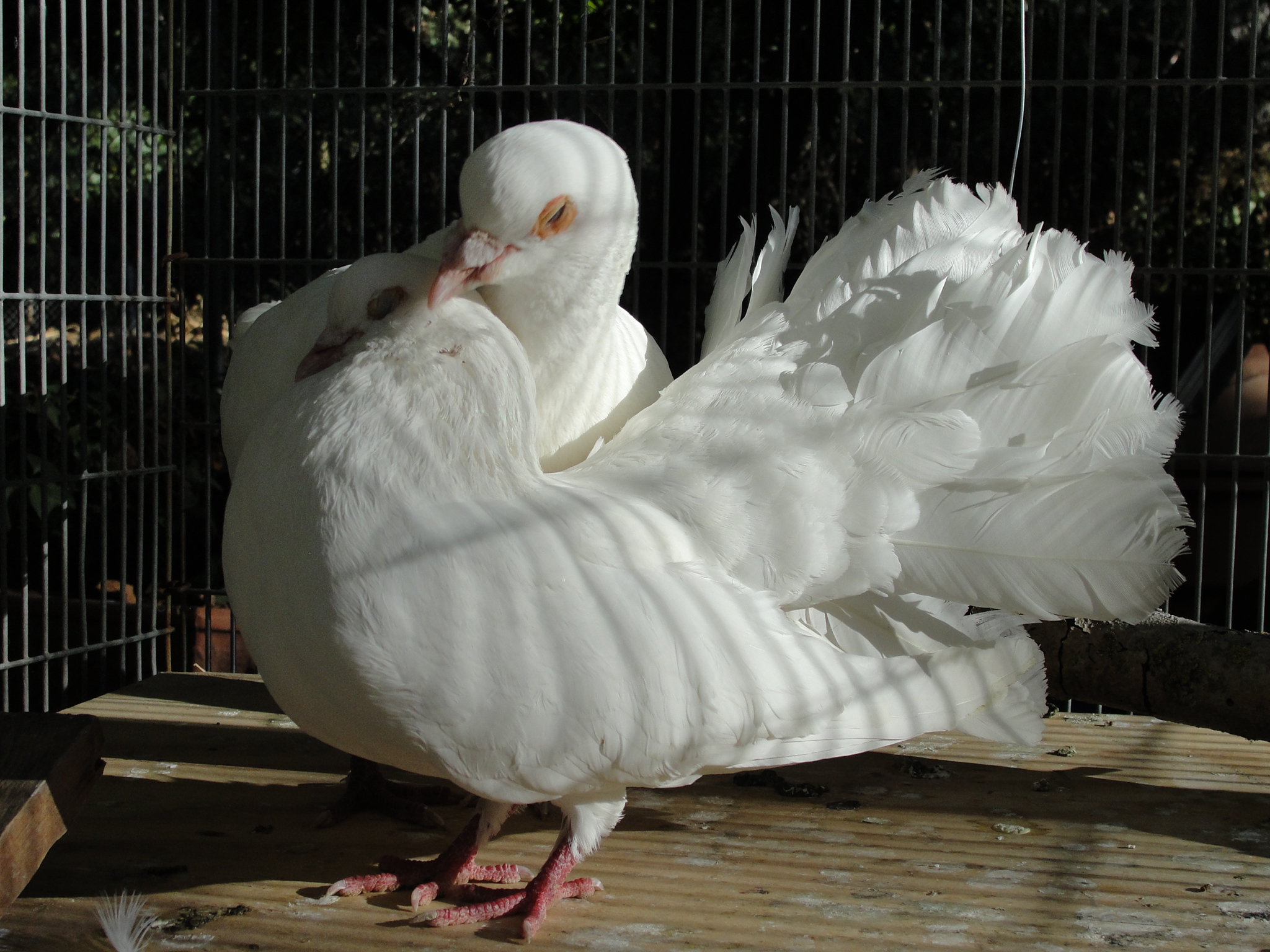 Lola preening his husband Luigi 