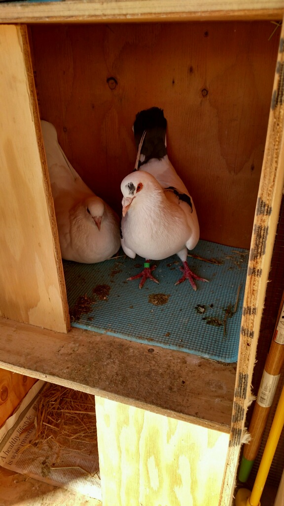 Newlyweds Noodles & Dallas in their nest box 