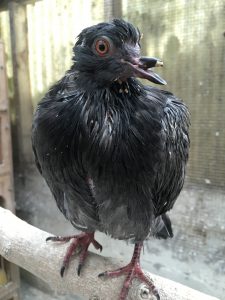 Post-bath aviary time