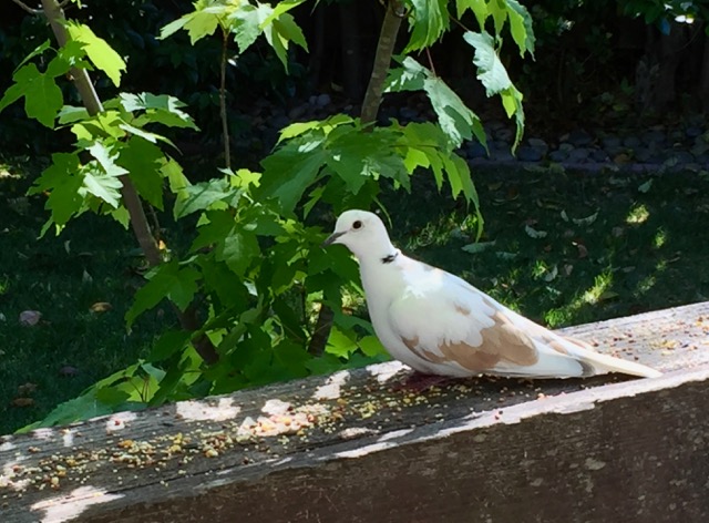 Stray, domestic Ringneck dove living on borrowed time