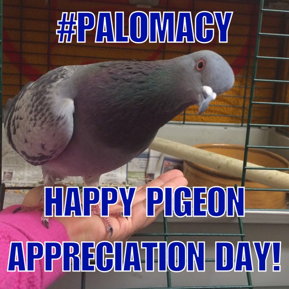 Daisy Says Happy Pigeon Appreciation Day