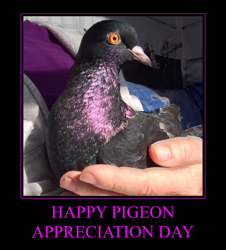Violet Says Happy Pigeon Appreciation Day!