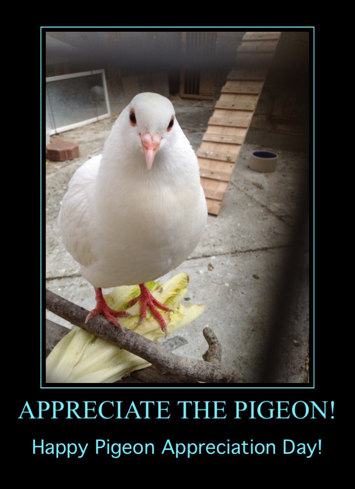 Valiant Says Appreciate the Pigeon!