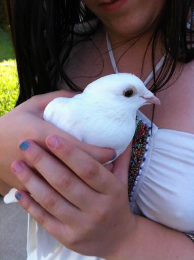 Homing pigeon Big Kahuna survived a hawk-strike