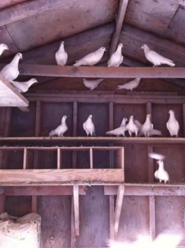Kristi's flock of white homing pigeons