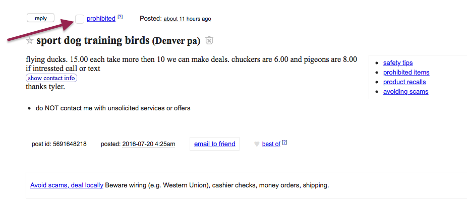 craigslist sport dog training birds pigeons Screen Shot 2016-07-20 at 12.17.48 PM