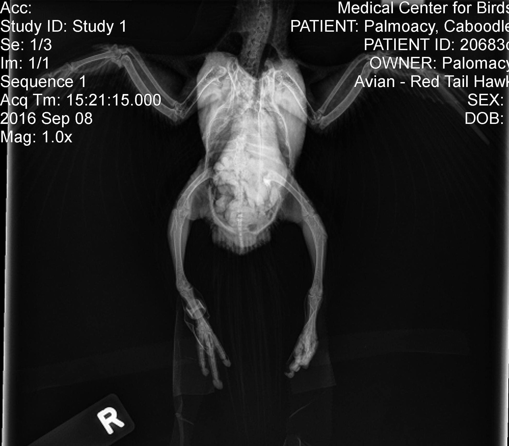 Caboodle's legs are deformed & x-ray reveals prior healed breaks