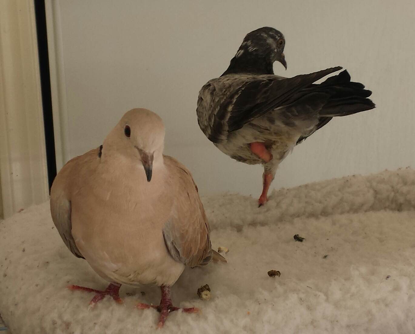 Dove & pigeon hanging out together