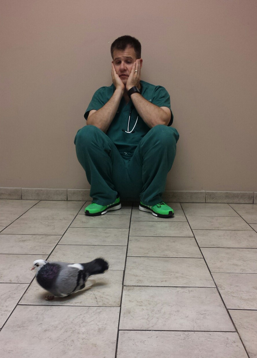 Avian vet sits on the exam room floor watching crippled pigeon walk