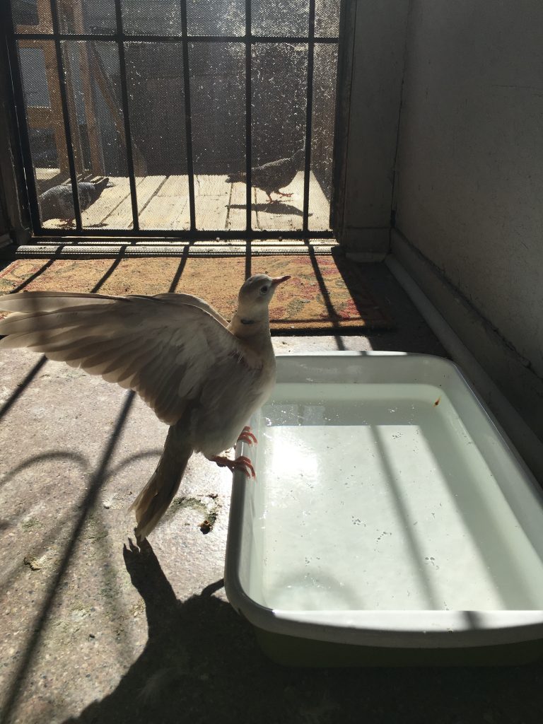 Happy dove, wings, raised, on the edge of a water basin
