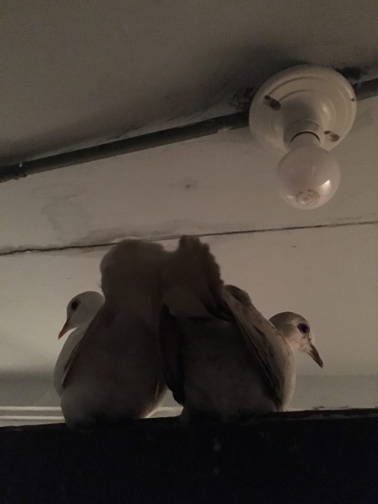 Cute photo of two doves sitting cozily together