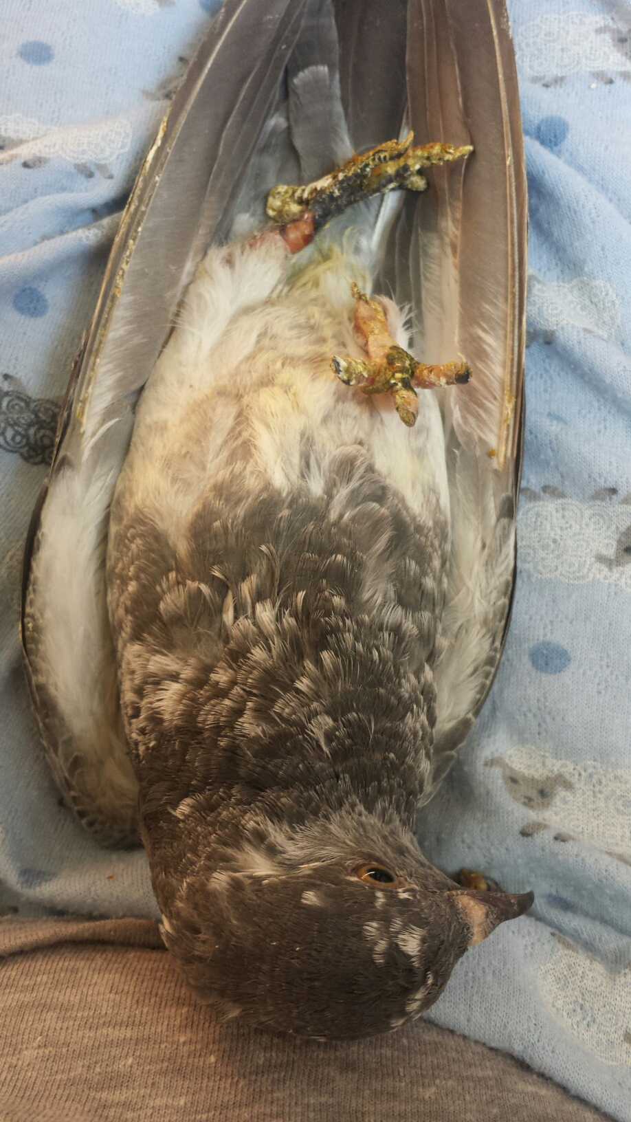 Kit's left leg was swollen, infected & the foot dead