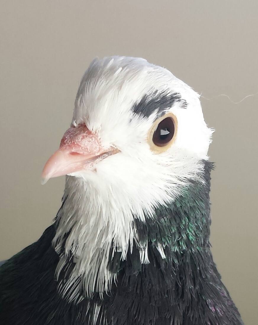Portrait of a beautiful little rescued Roller pigeon