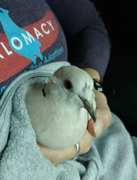 Rescued Ringneck dove in loving volunteer's hands