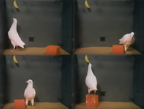pigeon-banana-box