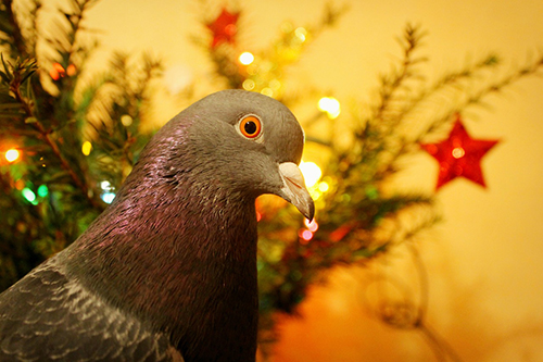 pigeonchristmas