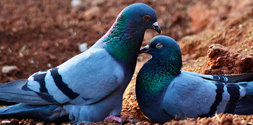 pigeonpair