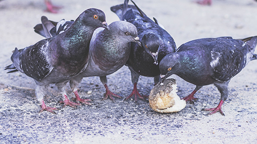 pigeonslunchmeeting