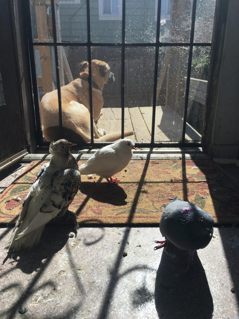 Special birds JJ, Bug & Charlie hanging out in the bird room (with my dog Ruby)