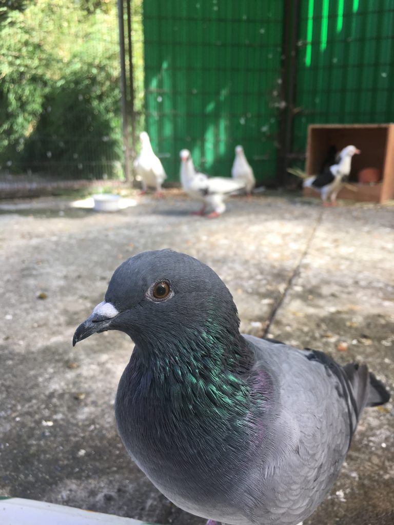 Charlie spends the day with a gentle flock