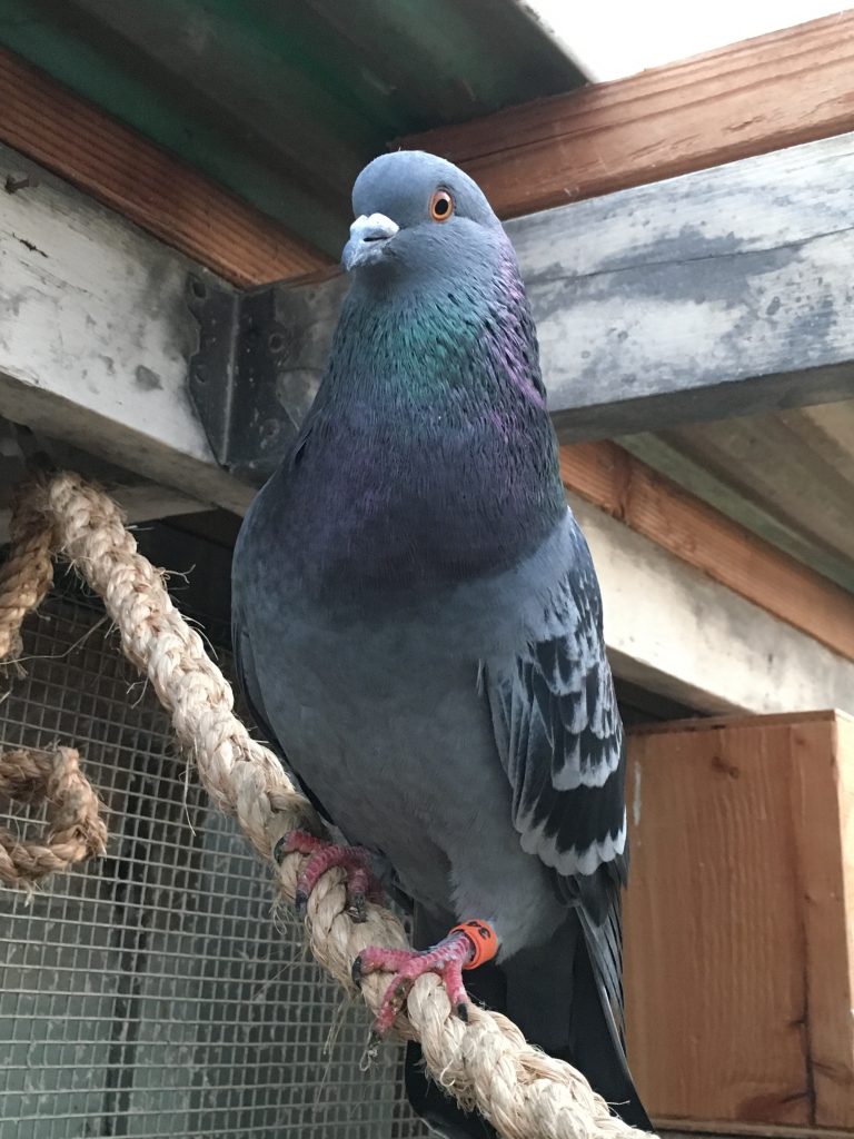 Handsome Pirate the Pigeon Man