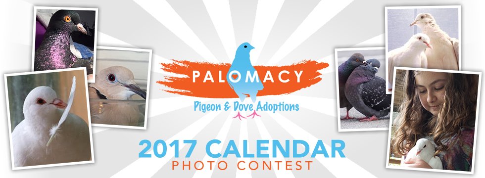 palomacy-2017-calendar-photo-contest-banner