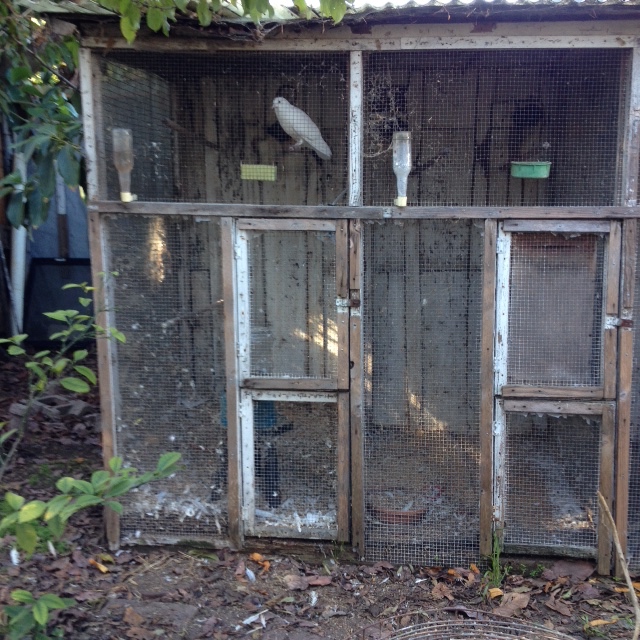 pigeon alone in decrepit aviary