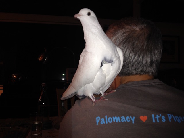 Pigeon on a man's shoulder