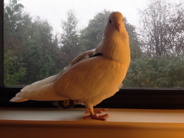 Domestic pigeon wearing pants