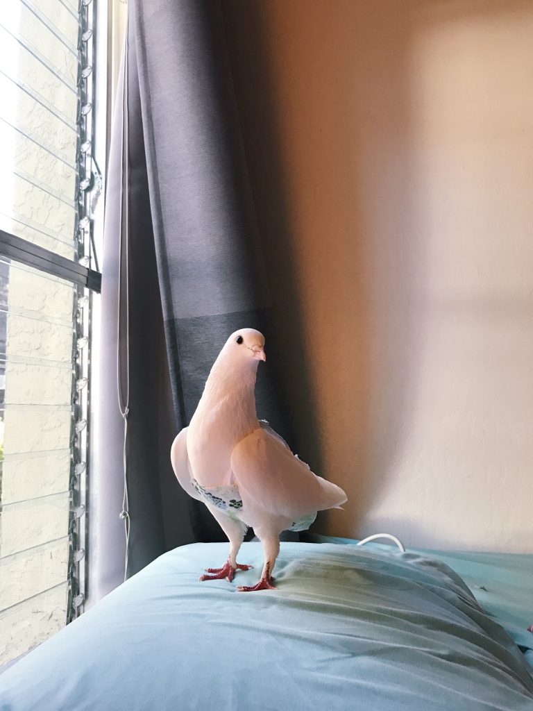 Beautiful happy pigeon