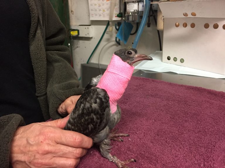 how to treat a sick pigeon
