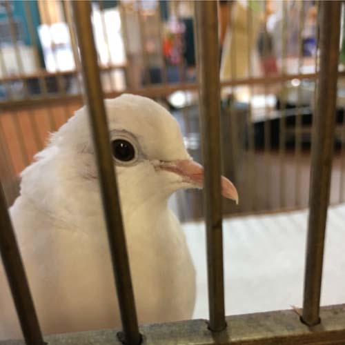 Three Days With Liberty | The Palomacy Blog