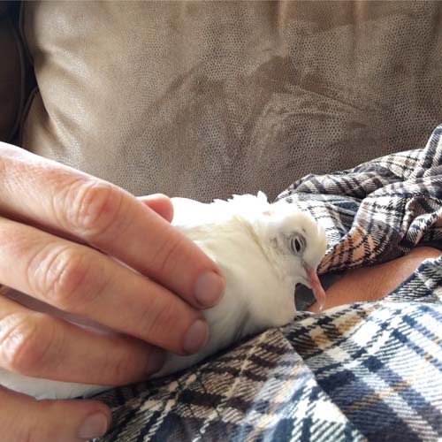 Liberty the Blind Dove | The Palomacy Blog