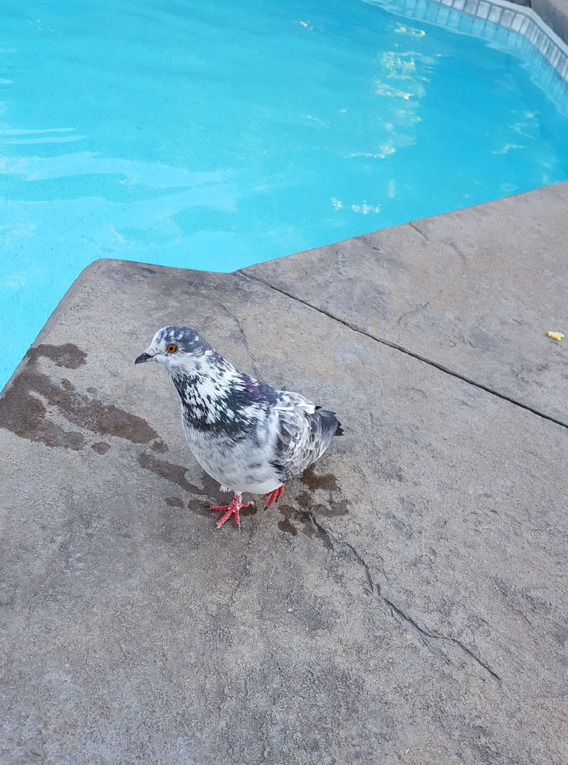 Domestic pigeon seeking help
